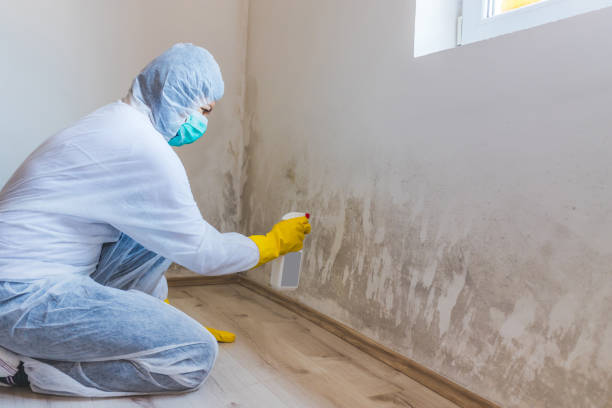 Licensed Mold Inspection service in Gloucester Point, VA - WQB Mold Removal